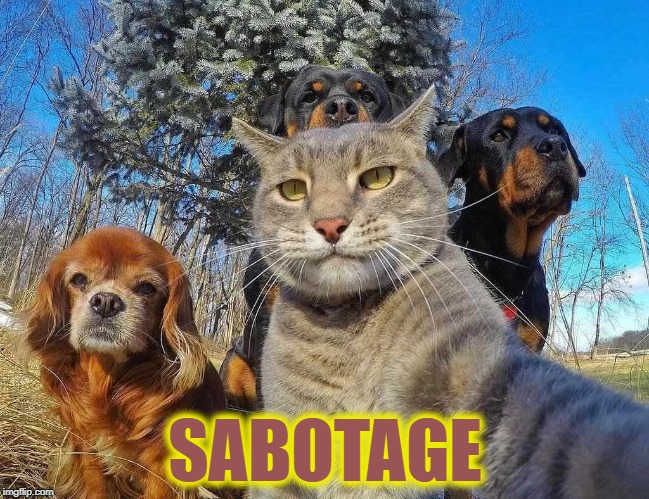 Listen up, y'all... | SABOTAGE | image tagged in cats,dogs,funny cat memes,funny dog memes,beastie boys | made w/ Imgflip meme maker