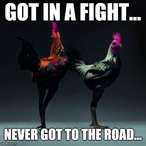 Fighting roosters don't get to the road | GOT IN A FIGHT... NEVER GOT TO THE ROAD... | image tagged in classy chickens,fancy roosters,why the chicken cross the road,chicken,fighting chickens,chickens | made w/ Imgflip meme maker