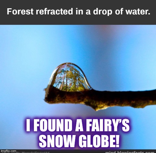 Fairy snow globe.... | I FOUND A FAIRY’S SNOW GLOBE! | image tagged in fairy,forest,science | made w/ Imgflip meme maker