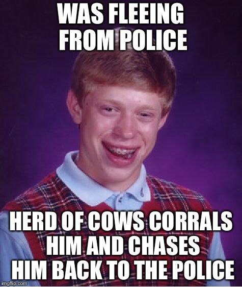 Happened in Florida Yesterday | WAS FLEEING FROM POLICE; HERD OF COWS CORRALS HIM AND CHASES HIM BACK TO THE POLICE | image tagged in memes,bad luck brian | made w/ Imgflip meme maker