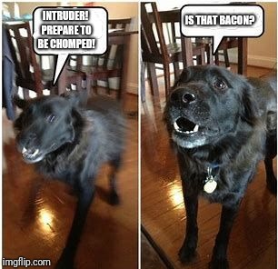IS THAT BACON? INTRUDER! PREPARE TO BE CHOMPED! | image tagged in dog vs intruder | made w/ Imgflip meme maker