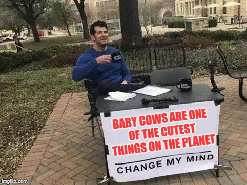 Change My Mind Meme | BABY COWS ARE ONE OF THE CUTEST THINGS ON THE PLANET | image tagged in change my mind | made w/ Imgflip meme maker