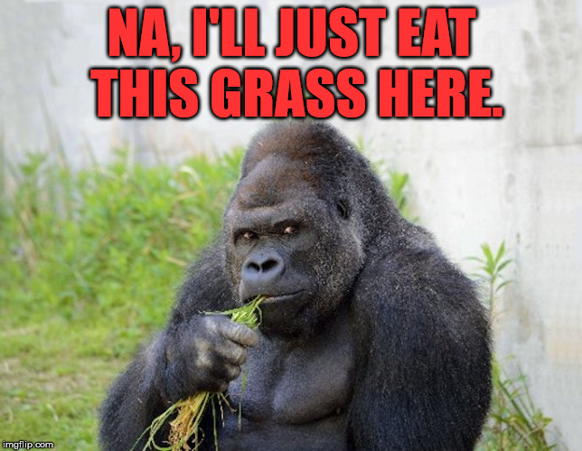 NA, I'LL JUST EAT THIS GRASS HERE. | image tagged in sexy monkey memes gorilla | made w/ Imgflip meme maker