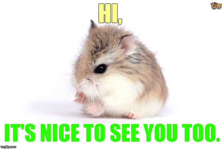 HI, IT'S NICE TO SEE YOU TOO. | made w/ Imgflip meme maker