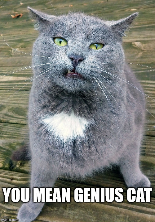 Smiley Cat | YOU MEAN GENIUS CAT | image tagged in smiley cat | made w/ Imgflip meme maker