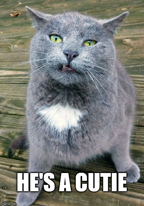 Smiley Cat | HE'S A CUTIE | image tagged in smiley cat | made w/ Imgflip meme maker