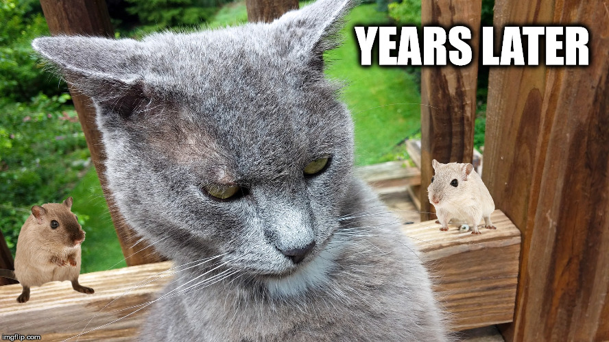 Cat Rage | YEARS LATER | image tagged in cat rage | made w/ Imgflip meme maker