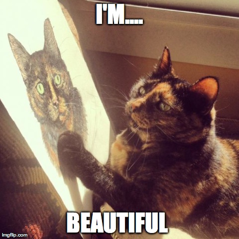 image tagged in funny,cats | made w/ Imgflip meme maker