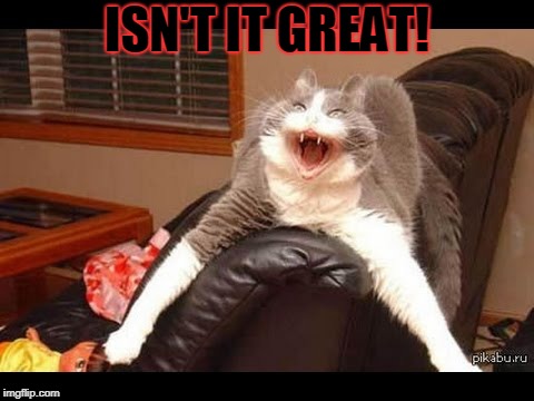 ISN'T IT GREAT! | image tagged in cat | made w/ Imgflip meme maker