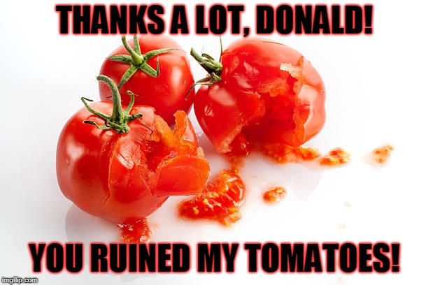 THANKS A LOT, DONALD! YOU RUINED MY TOMATOES! | image tagged in tomato | made w/ Imgflip meme maker