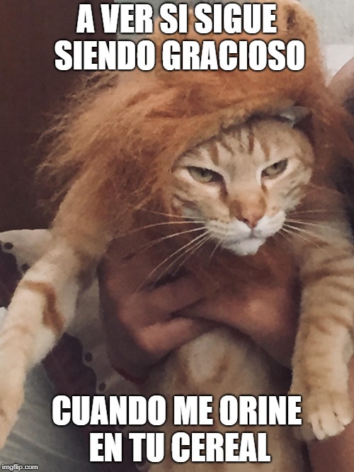 A VER SI SIGUE SIENDO GRACIOSO; CUANDO ME ORINE EN TU CEREAL | image tagged in gato | made w/ Imgflip meme maker