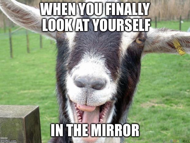 Funny Goat | WHEN YOU FINALLY LOOK AT YOURSELF; IN THE MIRROR | image tagged in funny goat | made w/ Imgflip meme maker