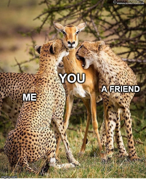 Animals!! ... Animals!! | YOU; A FRIEND; ME | image tagged in animals,nature | made w/ Imgflip meme maker