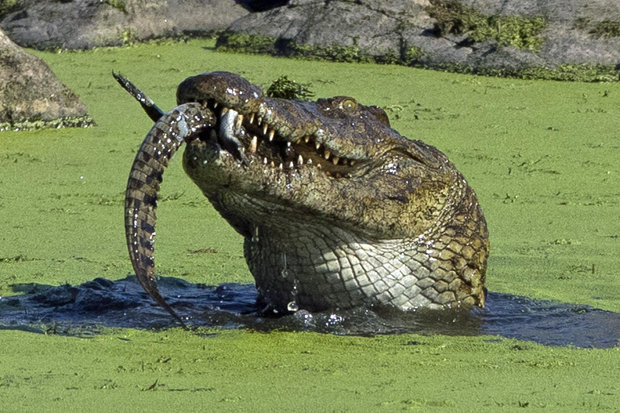 Cannibal Croc Blank Meme Template