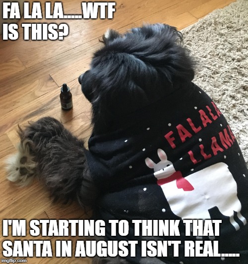 When you're expecting a real treat, and get hemp CBD instead. | FA LA LA.....WTF IS THIS? I'M STARTING TO THINK THAT SANTA IN AUGUST ISN'T REAL..... | image tagged in disappointment,depression dog | made w/ Imgflip meme maker