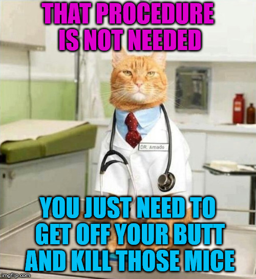 Cat advice doctor | THAT PROCEDURE IS NOT NEEDED; YOU JUST NEED TO GET OFF YOUR BUTT AND KILL THOSE MICE | image tagged in cats | made w/ Imgflip meme maker