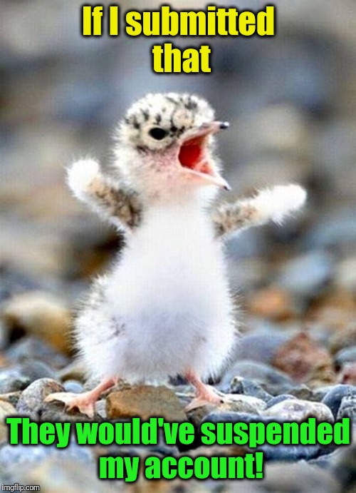 Angry bird | If I submitted that They would've suspended my account! | image tagged in angry bird | made w/ Imgflip meme maker