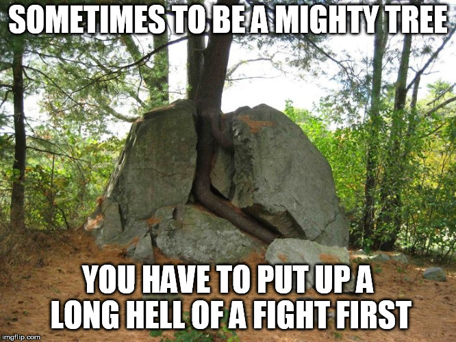 SOMETIMES TO BE A MIGHTY TREE YOU HAVE TO PUT UP A LONG HELL OF A FIGHT FIRST | image tagged in tree rock breakthrough | made w/ Imgflip meme maker
