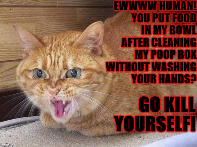 EWWWW HUMAN! YOU PUT FOOD IN MY BOWL AFTER CLEANING MY POOP BOX WITHOUT WASHING YOUR HANDS? GO KILL YOURSELF! | image tagged in screw u human | made w/ Imgflip meme maker
