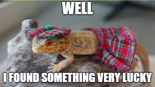 scotish | WELL; I FOUND SOMETHING VERY LUCKY | image tagged in meme,bearded dragon,lucky | made w/ Imgflip meme maker
