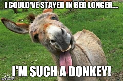 Laughing Donkey | I COULD'VE STAYED IN BED LONGER.... I'M SUCH A DONKEY! | image tagged in laughing donkey | made w/ Imgflip meme maker