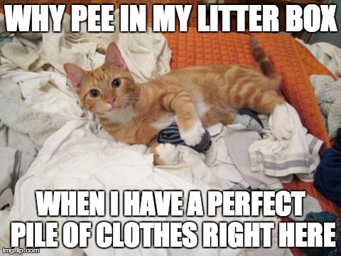 WHY PEE IN MY LITTER BOX WHEN I HAVE A PERFECT PILE OF CLOTHES RIGHT HERE | image tagged in dickhead cat | made w/ Imgflip meme maker