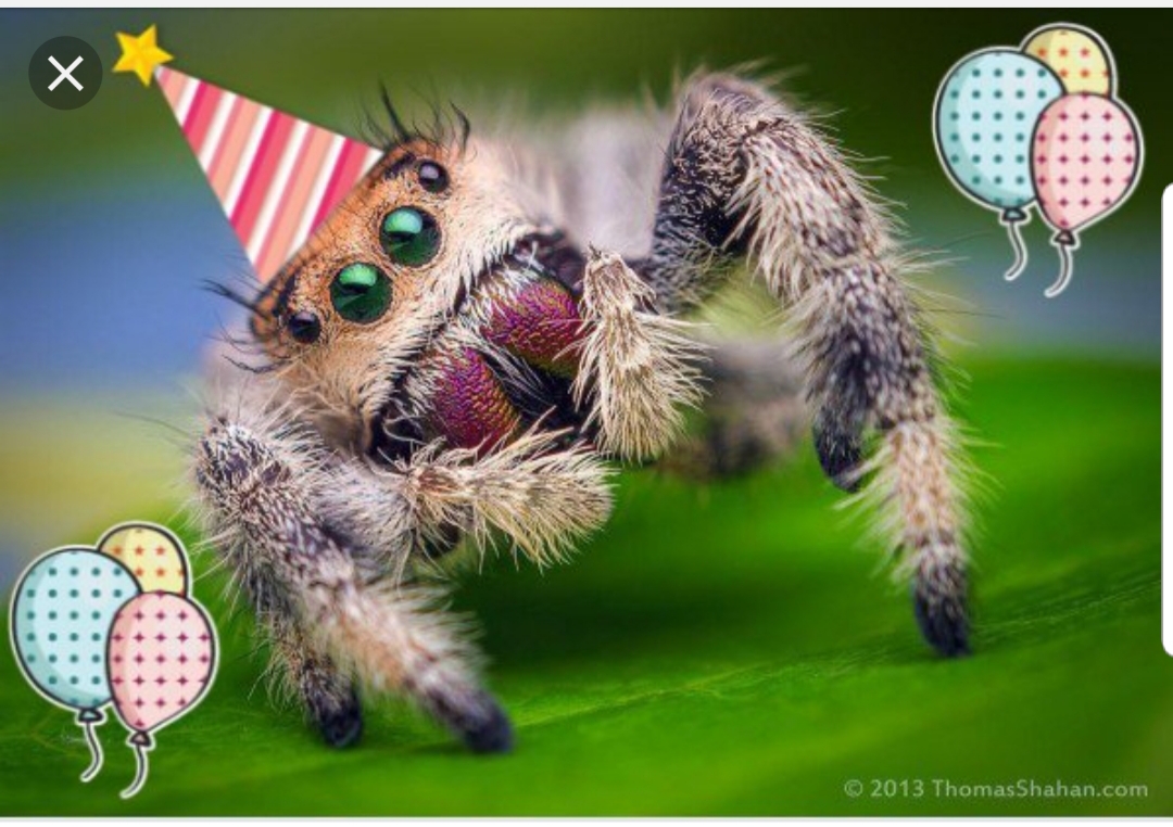 Spider birthday Blank Meme Template