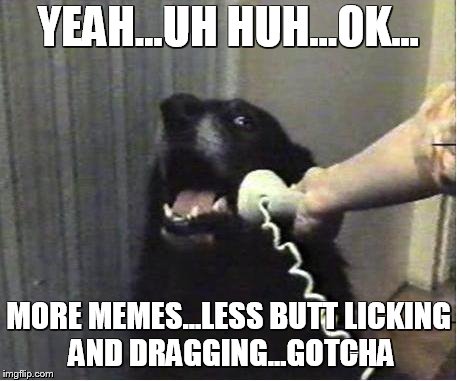 Because AdamSchlenker said so | YEAH...UH HUH...OK... MORE MEMES...LESS BUTT LICKING AND DRAGGING...GOTCHA | image tagged in dog,memes,funny memes,funny animals,dog memes,funny dog memes | made w/ Imgflip meme maker