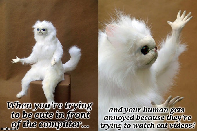 Persian Cat Room Guardian Meme | and your human gets annoyed because they're trying to watch cat videos! When you're trying to be cute in front of the computer... | image tagged in memes,persian cat room guardian | made w/ Imgflip meme maker
