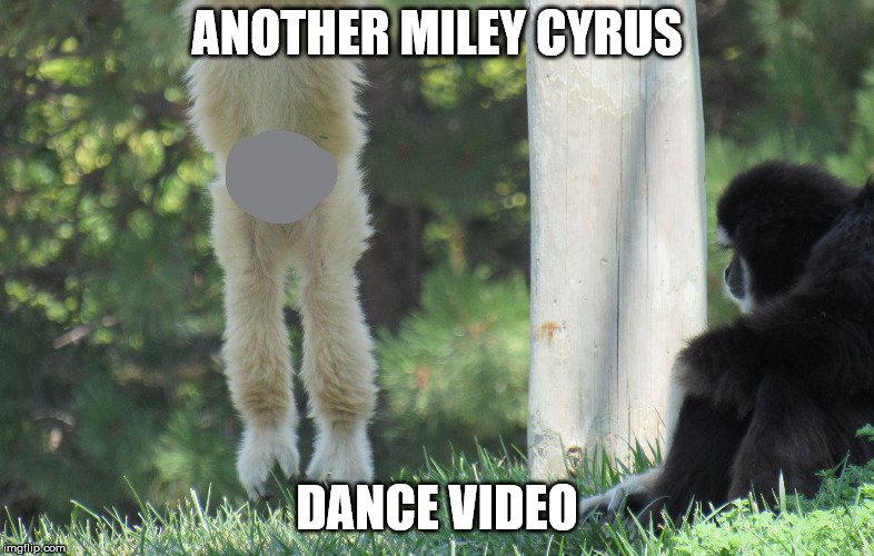 Monkey doing more than a twerk | ANOTHER MILEY CYRUS DANCE VIDEO | image tagged in letting it all hang out,monkey,miley cyrus | made w/ Imgflip meme maker