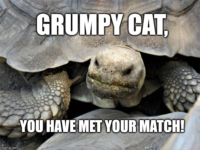 grumpy tortoise | GRUMPY CAT, YOU HAVE MET YOUR MATCH! | image tagged in grumpy tortoise | made w/ Imgflip meme maker