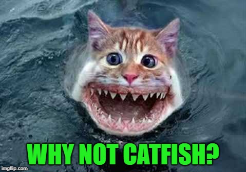 WHY NOT CATFISH? | made w/ Imgflip meme maker