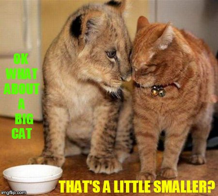 OK WHAT ABOUT A   BIG CAT THAT'S A LITTLE SMALLER? | made w/ Imgflip meme maker