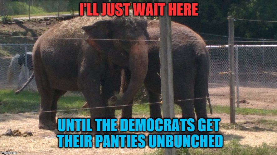 I'LL JUST WAIT HERE; UNTIL THE DEMOCRATS GET THEIR PANTIES UNBUNCHED | image tagged in elephant,republican,democrat,independent,my only political meme | made w/ Imgflip meme maker