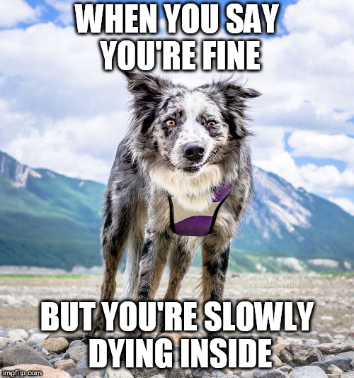 WHEN YOU SAY YOU'RE FINE; BUT YOU'RE SLOWLY DYING INSIDE | image tagged in cringing dog | made w/ Imgflip meme maker
