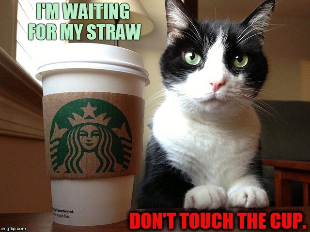 Such Patience  | I'M WAITING FOR MY STRAW; DON'T TOUCH THE CUP. | image tagged in memes,cat,coffee time,patience,waiting,straw | made w/ Imgflip meme maker