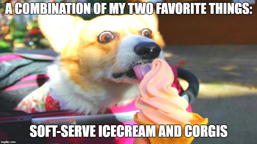 This is the only meme you need today! | A COMBINATION OF MY TWO FAVORITE THINGS:; SOFT-SERVE ICECREAM AND CORGIS | image tagged in memes,funny,corgis,dogs | made w/ Imgflip meme maker