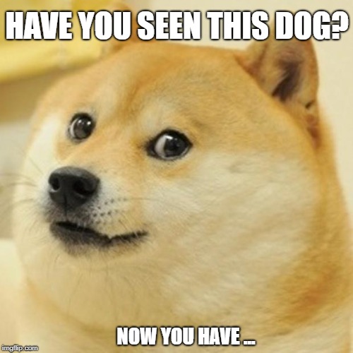Missing Dog | HAVE YOU SEEN THIS DOG? NOW YOU HAVE ... | image tagged in memes,doge | made w/ Imgflip meme maker