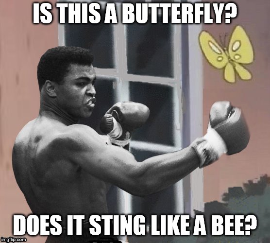 IS THIS A BUTTERFLY? DOES IT STING LIKE A BEE? | made w/ Imgflip meme maker