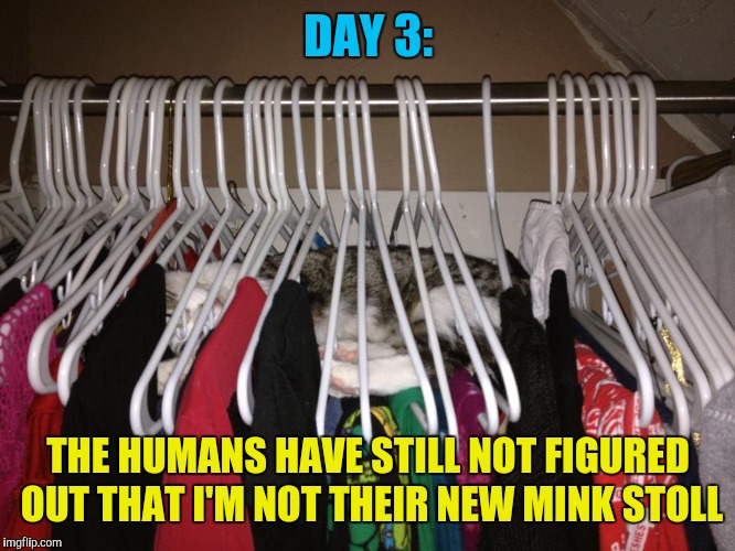 And now we wait  | DAY 3:; THE HUMANS HAVE STILL NOT FIGURED OUT THAT I'M NOT THEIR NEW MINK STOLL | image tagged in memes,cats,closet,hiding | made w/ Imgflip meme maker