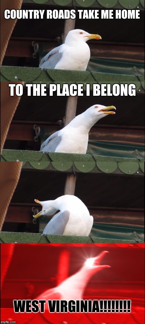 Inhaling Seagull | COUNTRY ROADS TAKE ME HOME; TO THE PLACE I BELONG; WEST VIRGINIA!!!!!!!! | image tagged in memes,inhaling seagull | made w/ Imgflip meme maker