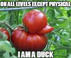 image tagged in ducks,tomato | made w/ Imgflip meme maker