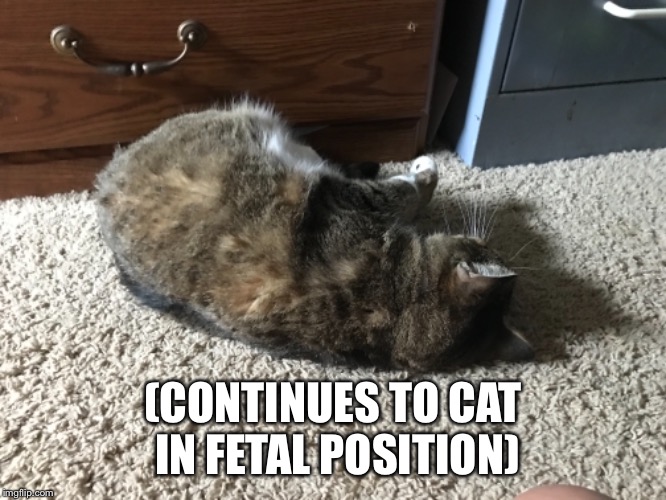 (CONTINUES TO CAT IN FETAL POSITION) | image tagged in memes,cats | made w/ Imgflip meme maker