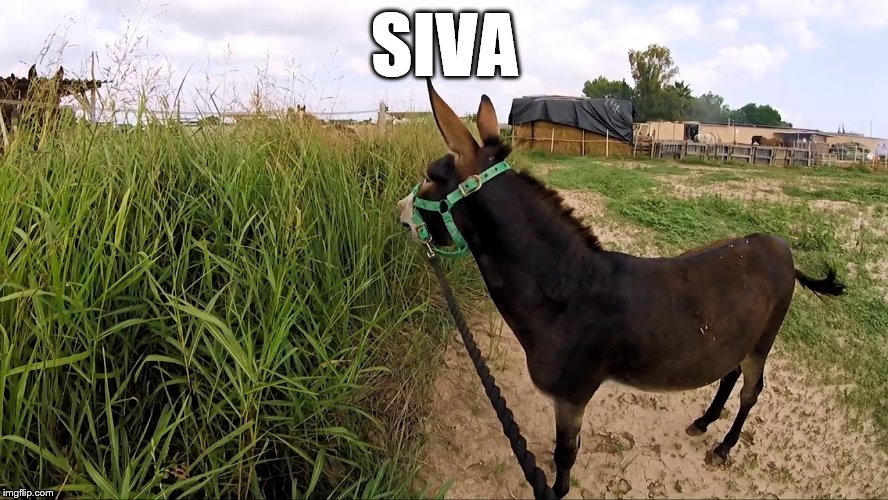 SIVA | made w/ Imgflip meme maker