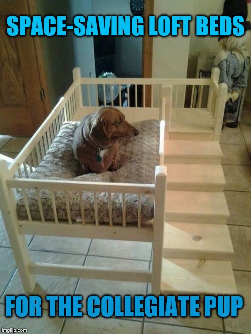 A Bed for Edumacated Dogs | SPACE-SAVING LOFT BEDS; FOR THE COLLEGIATE PUP | image tagged in dogs,memes | made w/ Imgflip meme maker