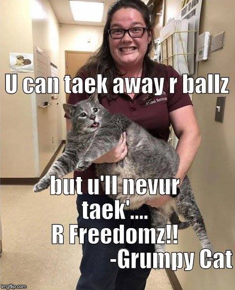 braveheartz catz | image tagged in cats,grumpy cat | made w/ Imgflip meme maker