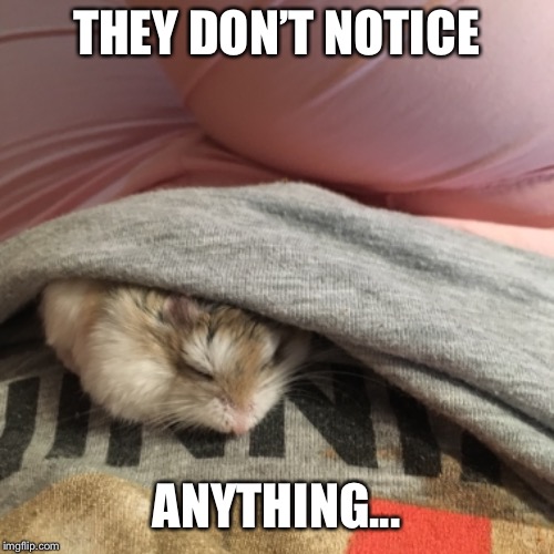 THEY DON’T NOTICE; ANYTHING... | image tagged in hamster | made w/ Imgflip meme maker