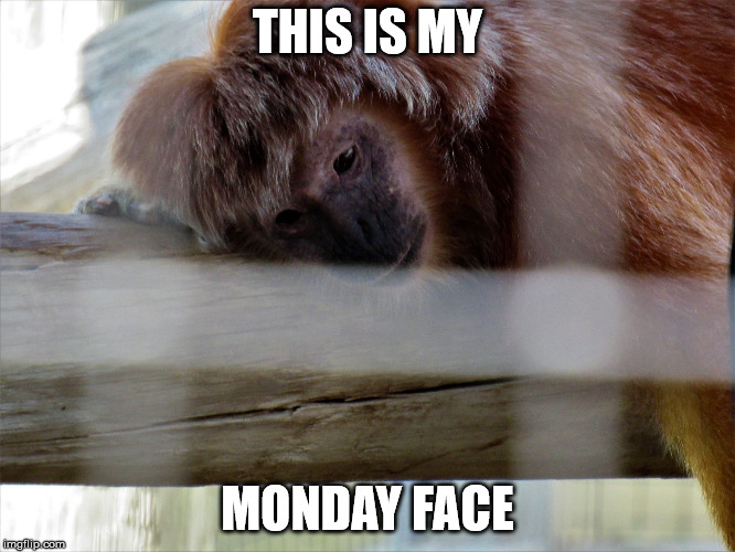 Snooze monkey | THIS IS MY MONDAY FACE | image tagged in snooze monkey | made w/ Imgflip meme maker