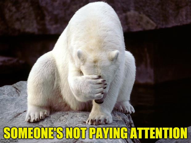 Polar Bear | SOMEONE'S NOT PAYING ATTENTION | image tagged in polar bear | made w/ Imgflip meme maker
