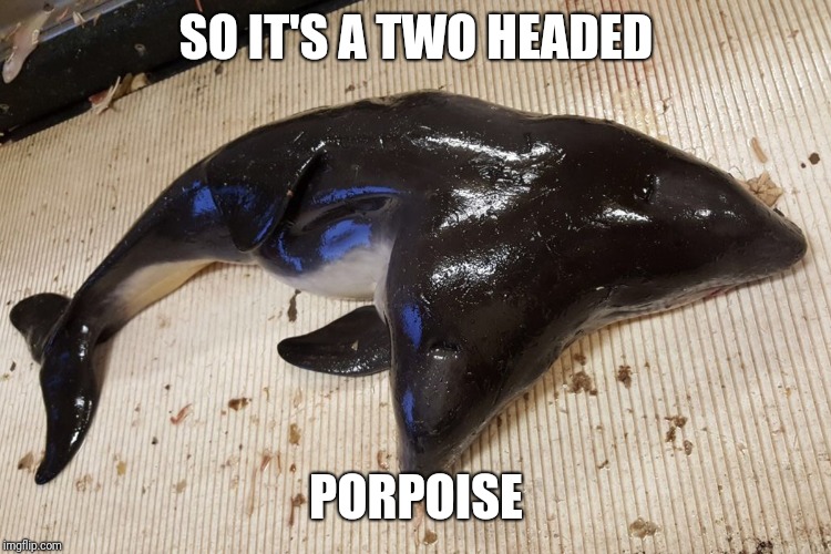 SO IT'S A TWO HEADED PORPOISE | made w/ Imgflip meme maker